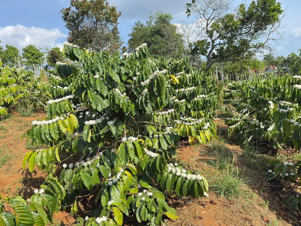 Đất Farm 16.200m² tại Kiến Đức, Đắk Nông chỉ 2,2 tỷ - Đầu tư sinh lời ngay!