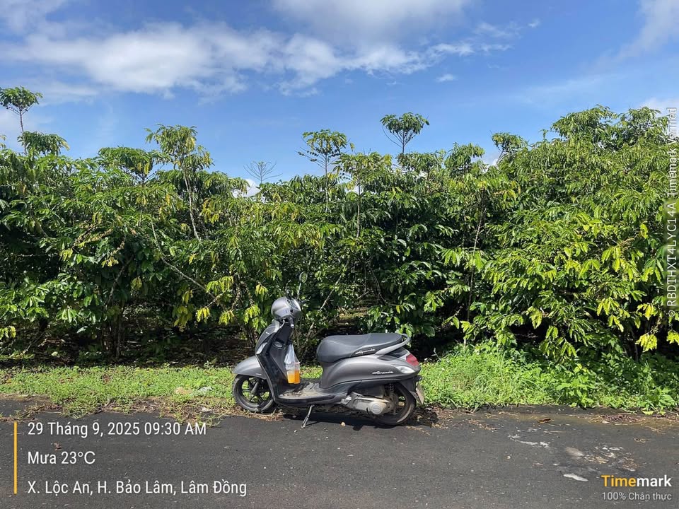 Đất thổ cư Tứ Quý - Lộc An, Bảo Lâm 1812m² giá 2.9 tỷ - Cơ hội đầu tư lý tưởng!