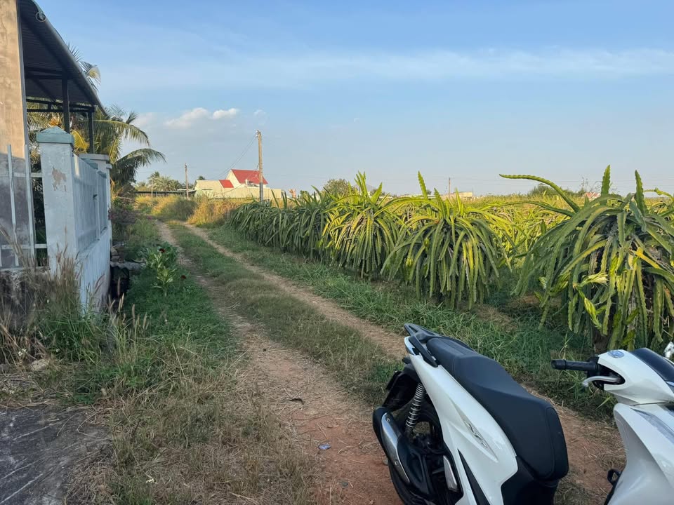 Đất cây lâu năm tại Bình An, Hàm Chính 500m² giá 300 triệu - Cơ hội đầu tư hấp dẫn!