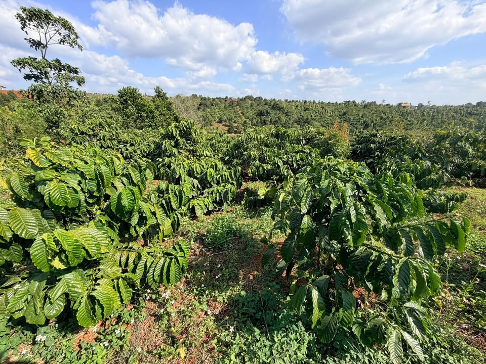 Đất nền 21600m² Xã Nâm N'Jang, Đắk Song giá 1.6 tỷ - Đầu tư sinh lời ngay!