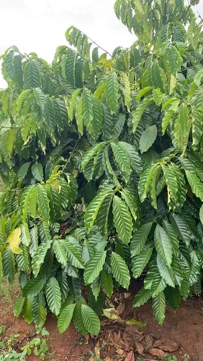 Đất vườn 4ha tại Chư Sê, Gia Lai - Tiềm năng đầu tư nông nghiệp lớn!