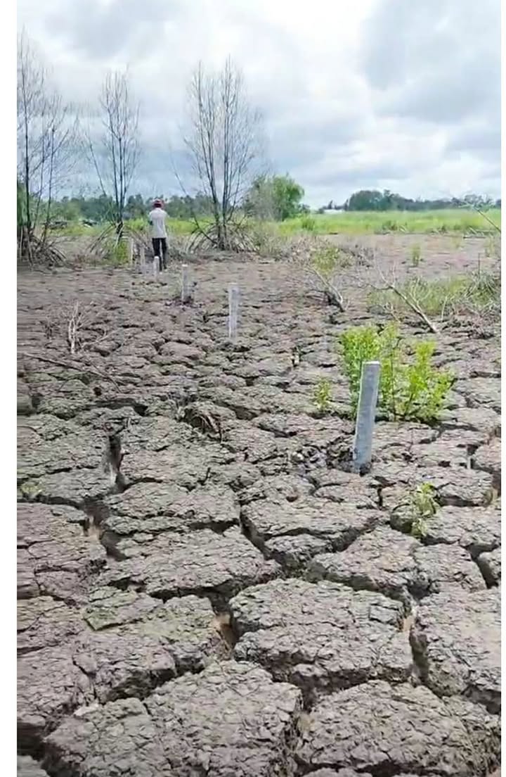 Đất nền 310m² tại xã Trần Thới, Cái Nước, giá chỉ 290 triệu - Cần bán gấp!