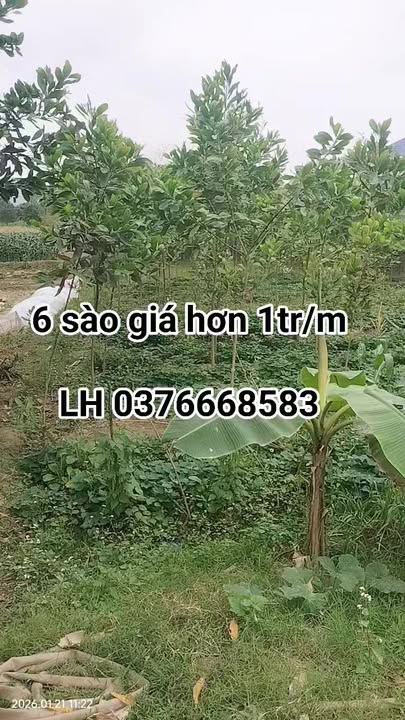 Đất nông nghiệp 2160m² tại Xã Trung Giã, Huyện Sóc Sơn - Giá chỉ 8.64 tỷ!