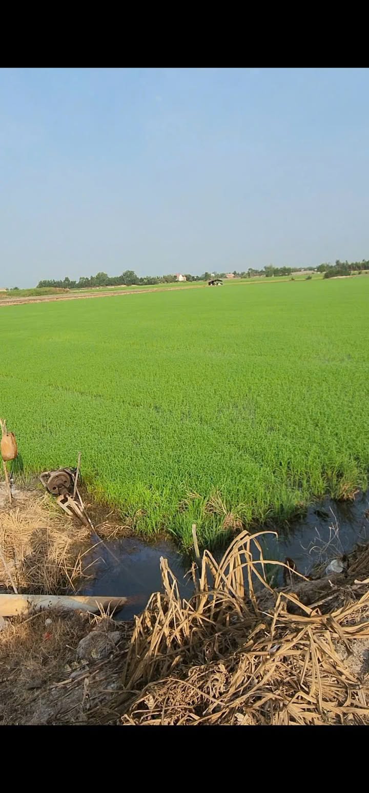 Đất nông nghiệp 20.000m² tại xã Tân Hiệp, Thạnh Hóa giá 3,5 tỷ - Cơ hội đầu tư hấp dẫn!