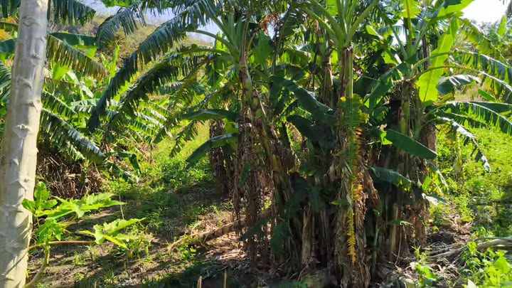 Đất nông nghiệp Xã Đê Ar 10.000m² giá chỉ 200 triệu - Cơ hội đầu tư hấp dẫn!