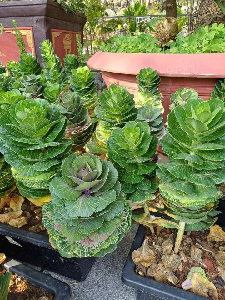 Đất Phú Sơn 70m² giá 2 tỷ - Đường ô tô thông tứ phía