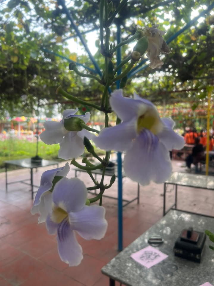 Đất nền Giãn Dân K5, Quế Võ, 81m² giá chỉ 3.5 tỷ - Sổ đỏ chính chủ!