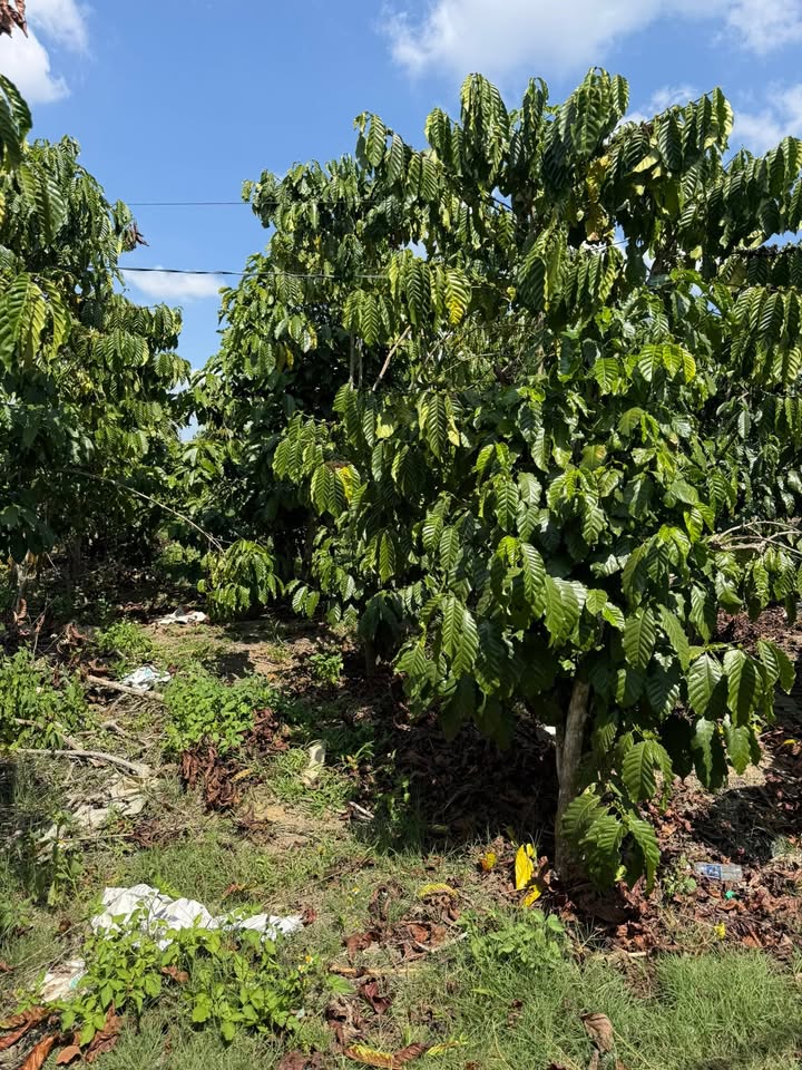 Đất Farm Lâm Bô - Phúc Thọ 70.000m² giá 3.5 tỷ - Sổ đỏ chính chủ!