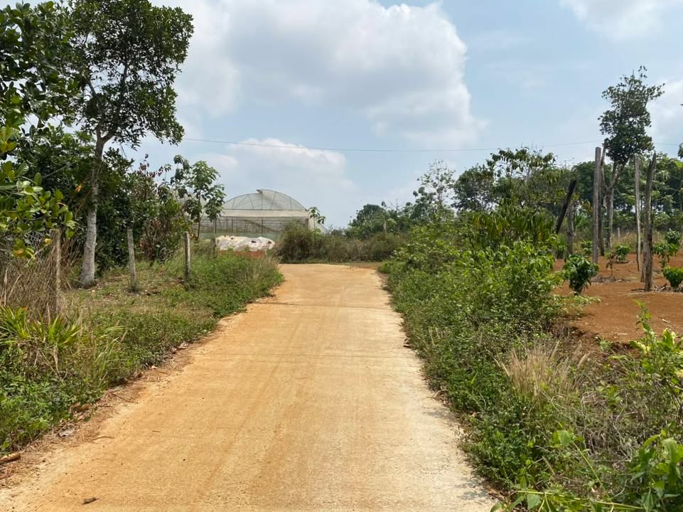 Đất nền thổ cư Đắk Nông 210m² chỉ 1.365 tỷ - Cơ hội đầu tư hấp dẫn!