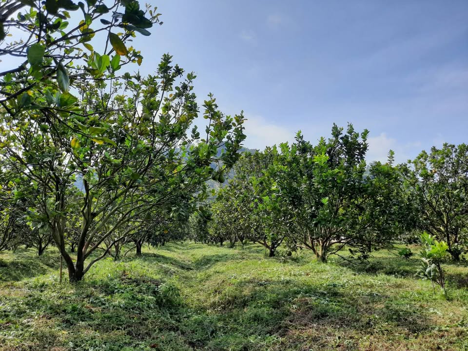 Vườn trái cây 1ha tại Phước Bình, Bác Ái, Ninh Thuận - Sổ đỏ chính chủ, giá thỏa thuận