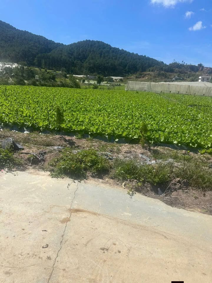 Lô đất 1222m² tại Lạc Xuân, Đơn Dương chỉ 550 triệu - Cơ hội đầu tư tuyệt vời!