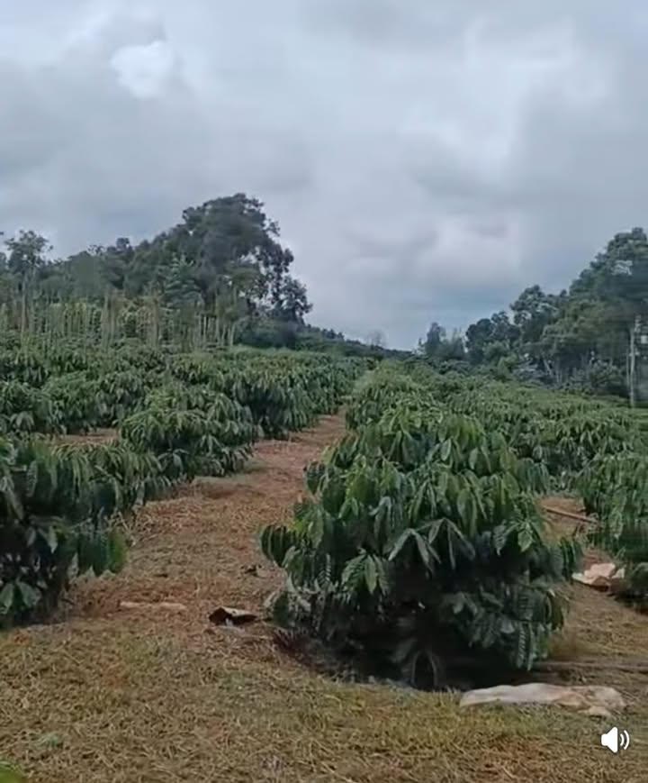 Bán đất nông nghiệp Đắk Mil 12.000m² giá 1.1 tỷ - Pháp lý đầy đủ