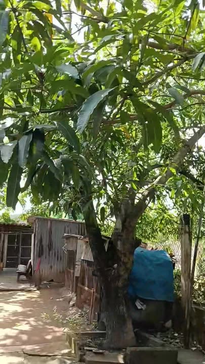 Nhà vườn tại Phường 2, Bạc Liêu 525m² giá 2 tỷ - Bán gấp, thương lượng!