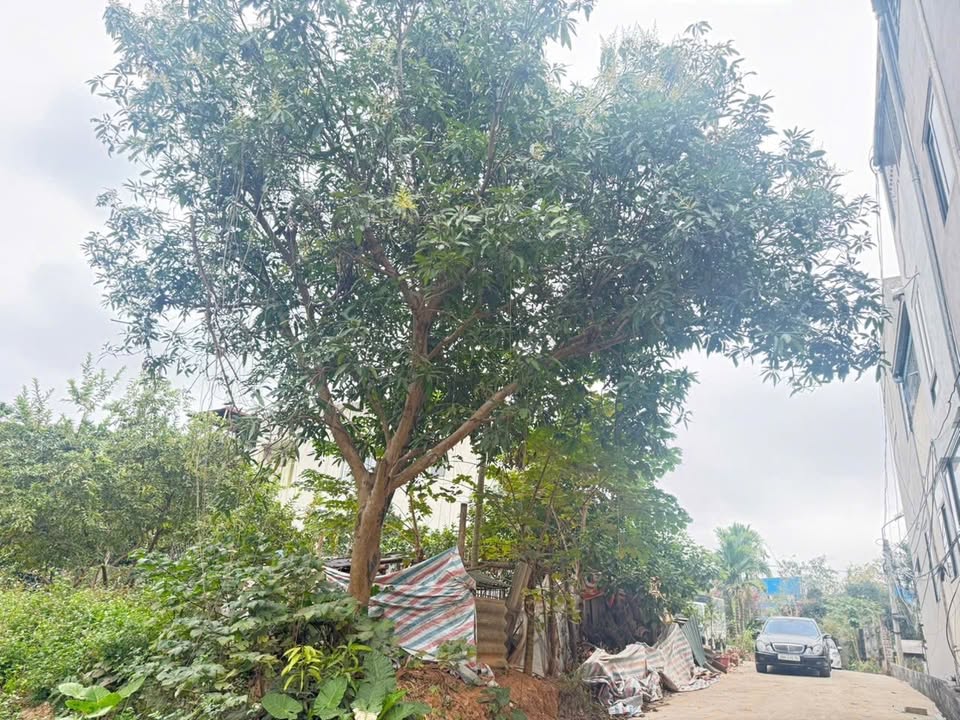 Đất liền kề Sở Công Thương Thái Nguyên 125m² giá 3.3 tỷ - Đầu tư sinh lời ngay!