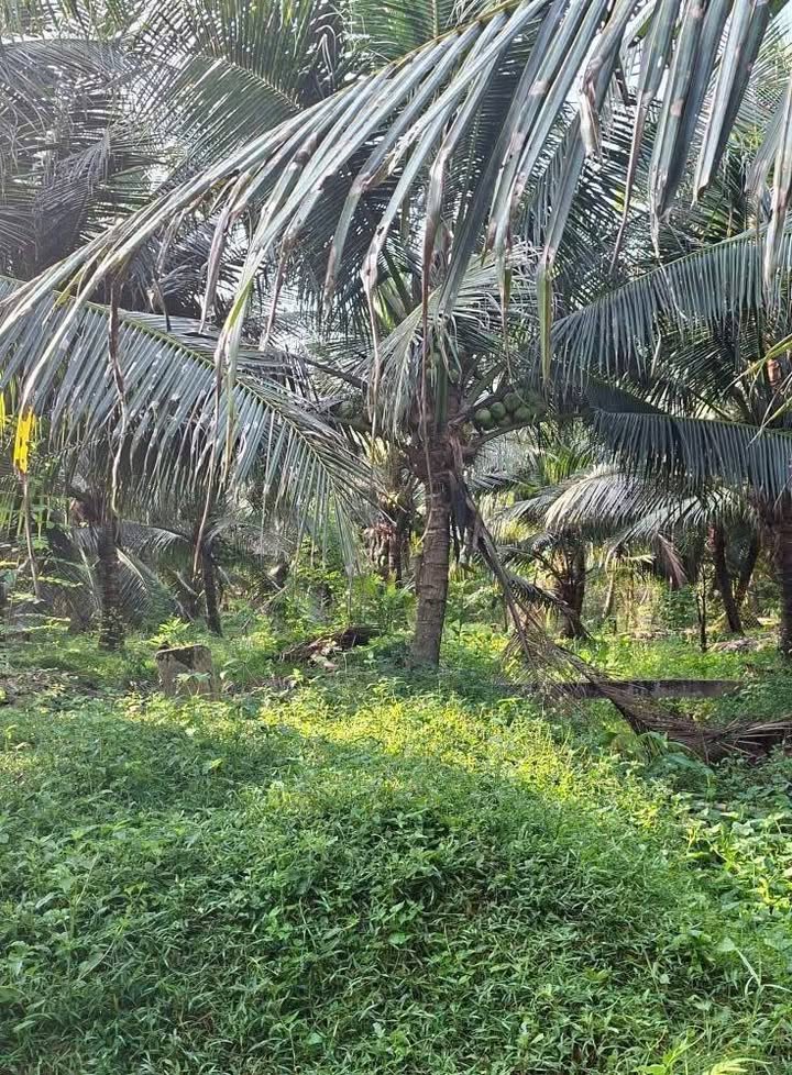 Thửa vườn nghỉ dưỡng 2300m² tại An Phước, Bến Tre - Chờ bạn khám phá!