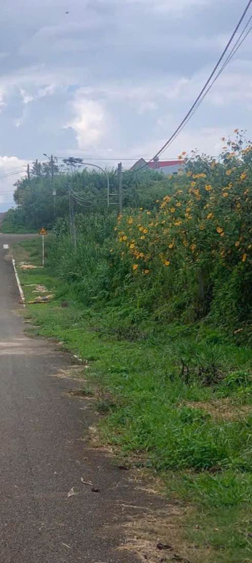 Đất thổ cư Thị trấn Di Linh 2900m² giá 2.35 tỷ - Cơ hội đầu tư lý tưởng!