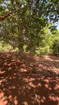 Farm 1ha điều Lộc Thuận, Lộc Ninh, Bình Phước giá 2.5 tỷ - Thu hoạch ngay!