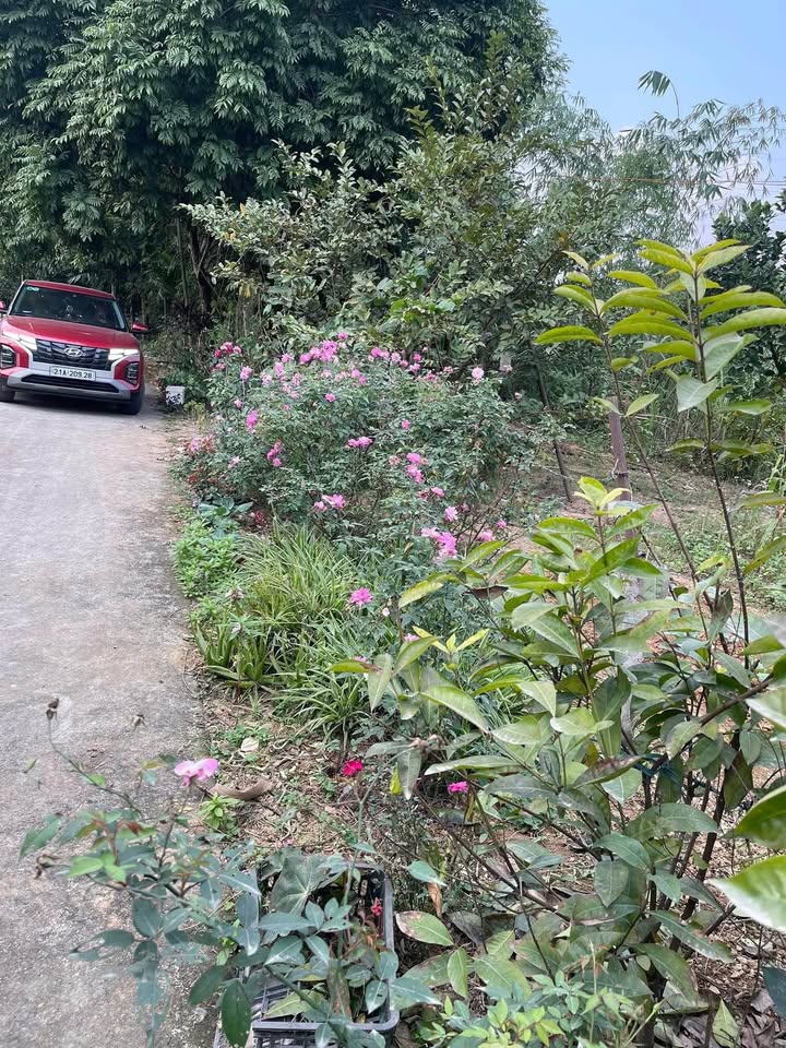 Đất vườn tại Thôn Bình Lục, Yên Bái 1366m² giá 3 tỷ - Pháp lý rõ ràng, ô tô vào tận nơi!