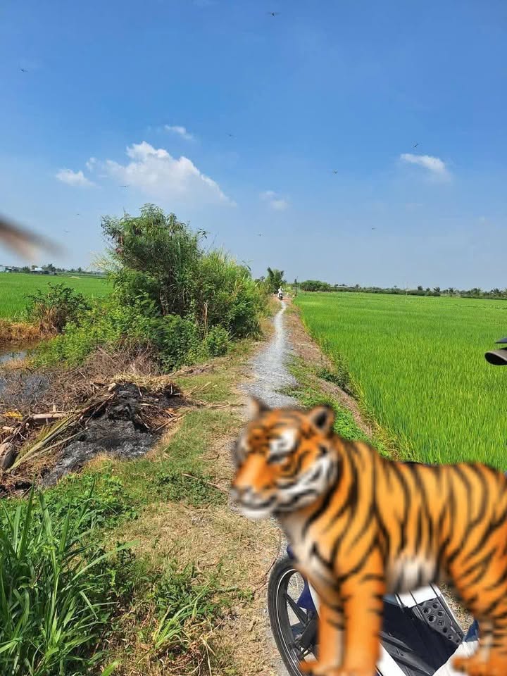 Đất nền tại Xã Bình Ân - 4,700m² giá chỉ 775.5 triệu - Cơ hội đầu tư tuyệt vời!