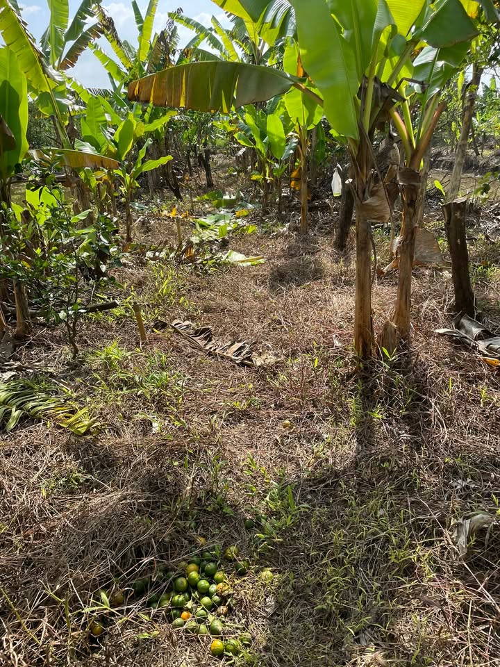 Đất nông nghiệp 33.000m² tại Tân Phước, Lai Vung - Giá chỉ 420 triệu