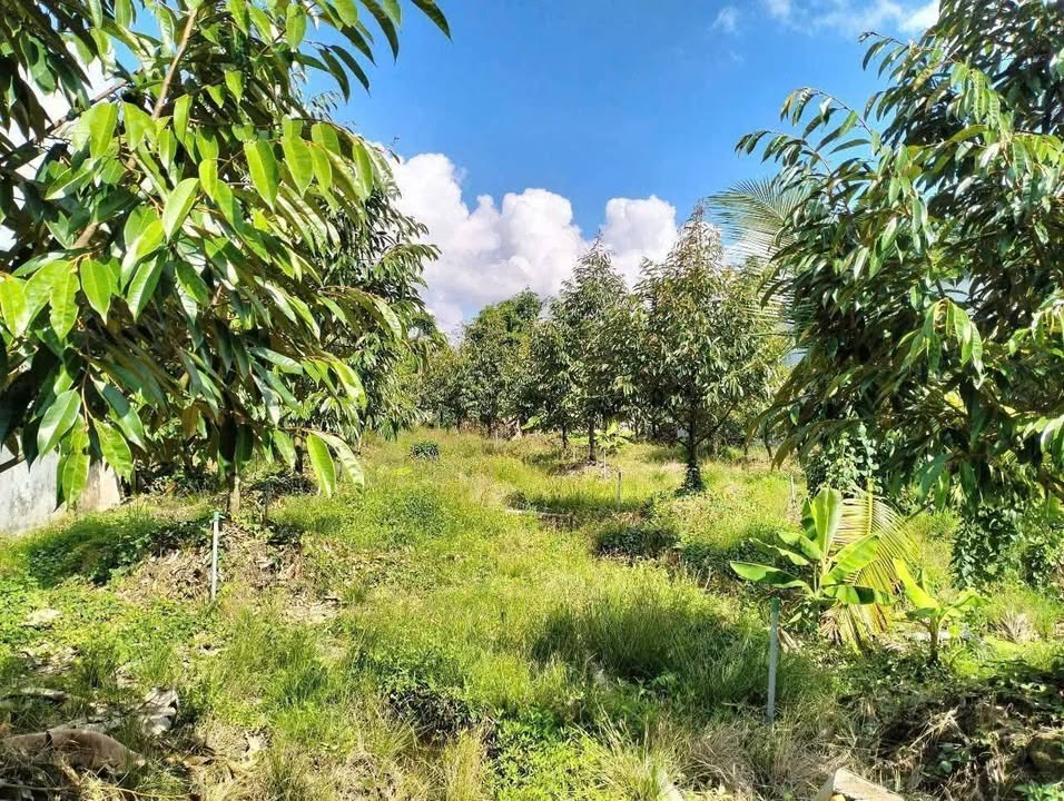 Đất CLN 700m² xã Phú Hựu, huyện Châu Thành - Giá chỉ 600 triệu VND