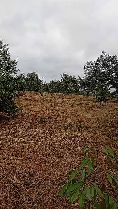 Farm đất 2.7ha tại Xã Ea Hiao, Đắk Lắk - Giá 9 tỷ - Đầy tiềm năng phát triển!