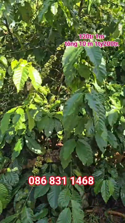 Đất thổ cư 400m² xã Bình Giáo, huyện Chư Prông, giá 4.8 tỷ - Sổ hồng chính chủ!