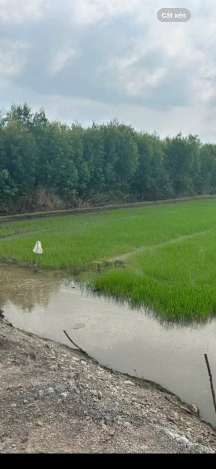 Đất lúa 3000m² tại Phước Lập giá 540 triệu - Cơ hội đầu tư tuyệt vời!