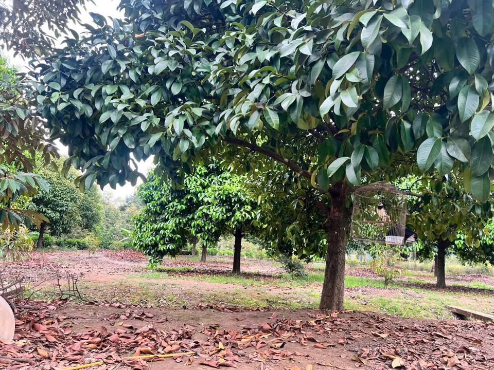 Nhà vườn măng cụt 4000m² tại Phường Xuân Lập - Giá 4.8 tỷ - Cơ hội đầu tư hấp dẫn!