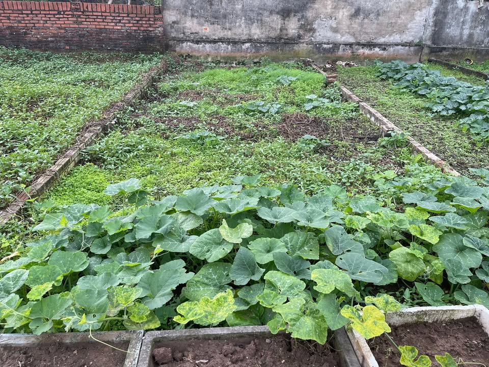 Đất nền tại Đặng Xá, Gia Lâm 60m² - Chính chủ cần bán gấp!