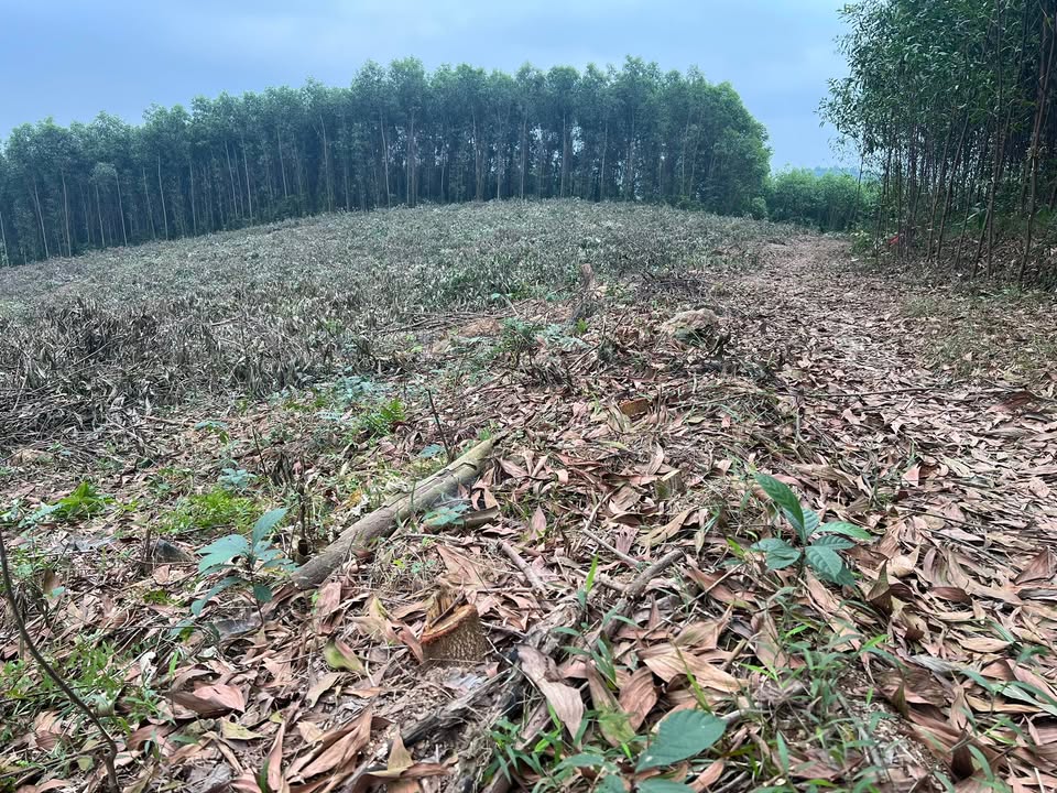 Đất nông nghiệp 2,5ha thổ cư 1000m² tại Phúc Tân - Bán gấp chỉ 3 tỷ!