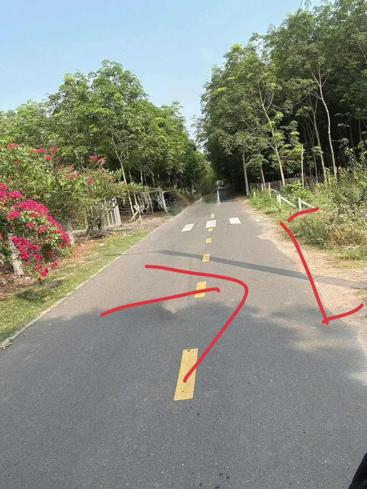 Đất nền 3151m² Nhựa Thông An Điền, Bến Cát chỉ 5.514 tỷ - Cơ hội đầu tư tuyệt vời!