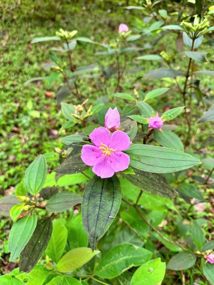 Đất vườn Hòa Chung 1270m² giá 3.81 tỷ - Sổ hồng chính chủ, sẵn sàng sang tên!