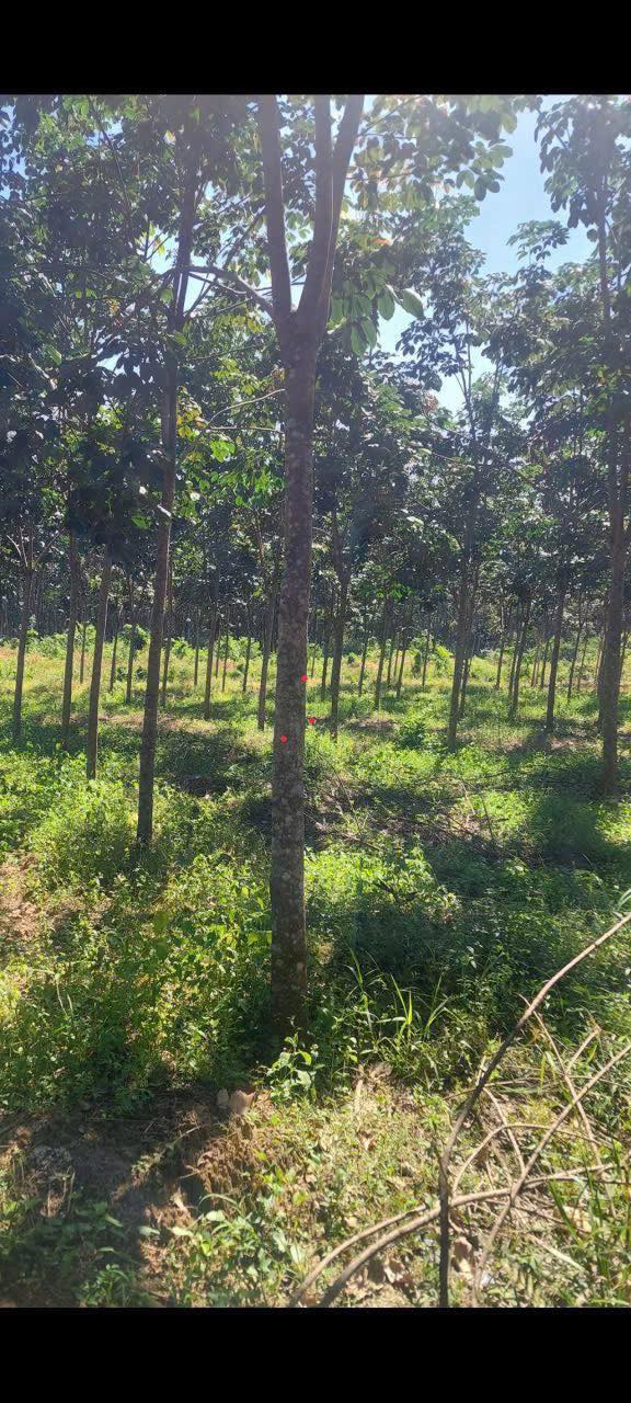 Đất Farm 1ha Minh Lập Chơn Thành, giá chỉ 2 tỷ - Cơ hội đầu tư tuyệt vời!