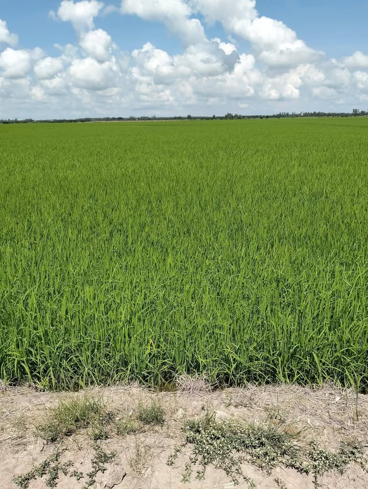 Đất nền 2 mặt tiền đường nội đồng xã Mỹ Hòa 190800m² giá 8.745 tỷ - Cơ hội đầu tư tuyệt vời!