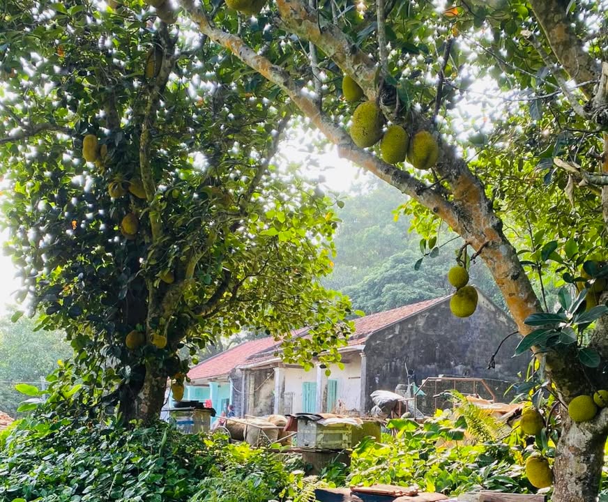 Nhà vườn Vĩnh Thực 3000m² giá 3.9 tỷ - Cơ hội đầu tư tuyệt vời!