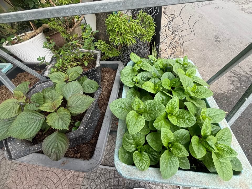 Bán Nhà 2 Mặt Tiền Đường Nguyễn Huy Tưởng 222m² giá 14.48 tỷ - Kinh doanh sầm uất