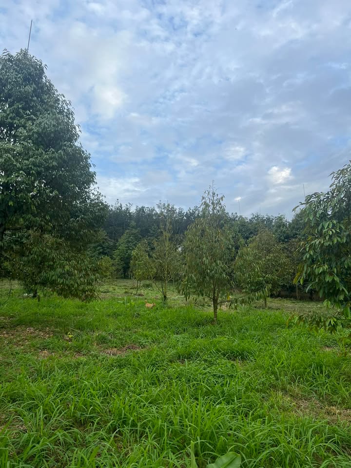 Đất vườn Nhân Nghĩa Cẩm Mỹ 720m² 1.98 tỷ - Sổ đỏ chính chủ