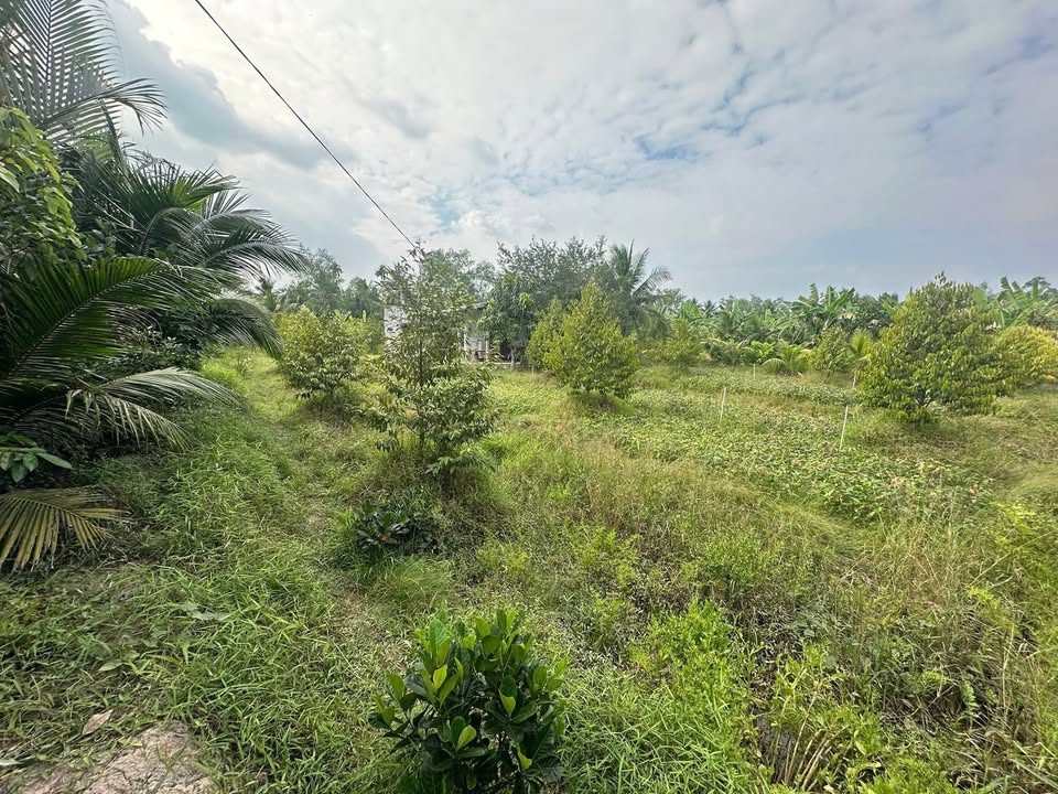 Đất nền 4000m² tại xã Phú Mỹ, huyện Mỏ Cày Bắc - Giá chỉ 290 triệu!