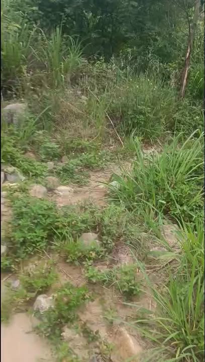 Đất nông nghiệp Cam Lâm 7358m² giá 560 triệu - Đường dễ dàng tiếp cận!