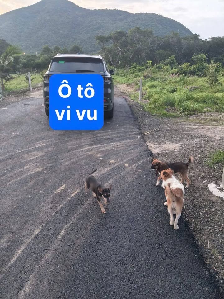 Đất nền 4000m² tại phường Tân Hưng, quận 7 - Sổ đỏ chính chủ, giá tốt chỉ 8 tỷ