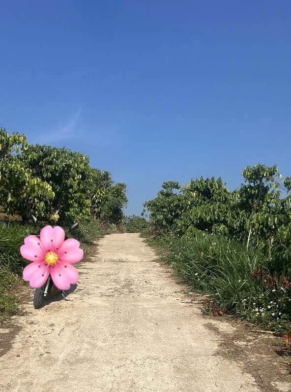 Lô đất 1.300m² tại Lộc Ngãi, Bảo Lâm - Giá chỉ 1.55 tỷ - Nhanh tay sở hữu!