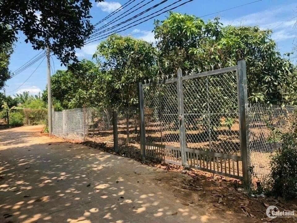 Nhà vườn đẹp 1200m² tại Bàu Bàng giá 690 triệu - Sổ hồng riêng