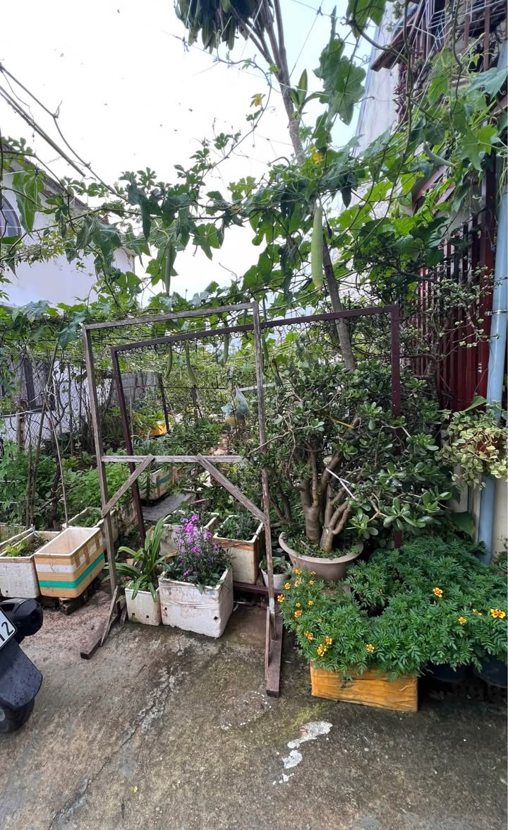 Đất nền Trạng Trình P9 Đà Lạt 67m² giá 2 tỷ - Sổ riêng sang tên nhanh