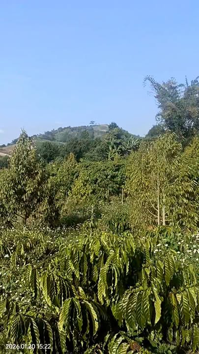 Lô đất Farm tại xã Phúc Thọ, Lâm Hà 20,000m² giá 6.6 tỷ - Đầu tư sinh lời!