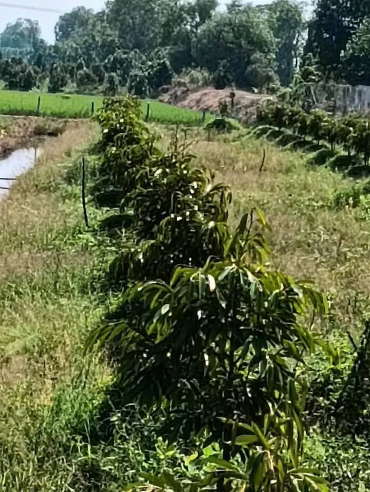 Farm sầu riêng Thái 4,5 công ở Hậu Mỹ Trinh giá 2,47 tỷ - Đầu tư tiềm năng!