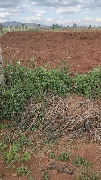 Đất mặt tiền bê tông Nthon Hạ 3060m² giá 3.1 tỷ - Cơ hội đầu tư hấp dẫn!