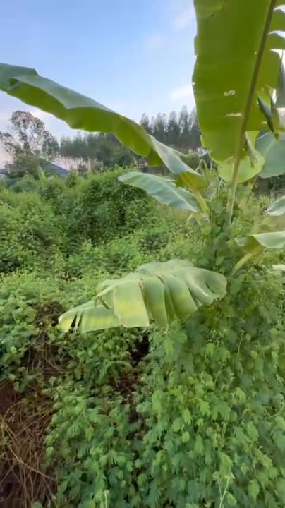 Đất vườn Tân Hưng, Lạng Giang 460m² giá 2 tỷ - Mặt tiền rộng, xe công vào tận nơi!