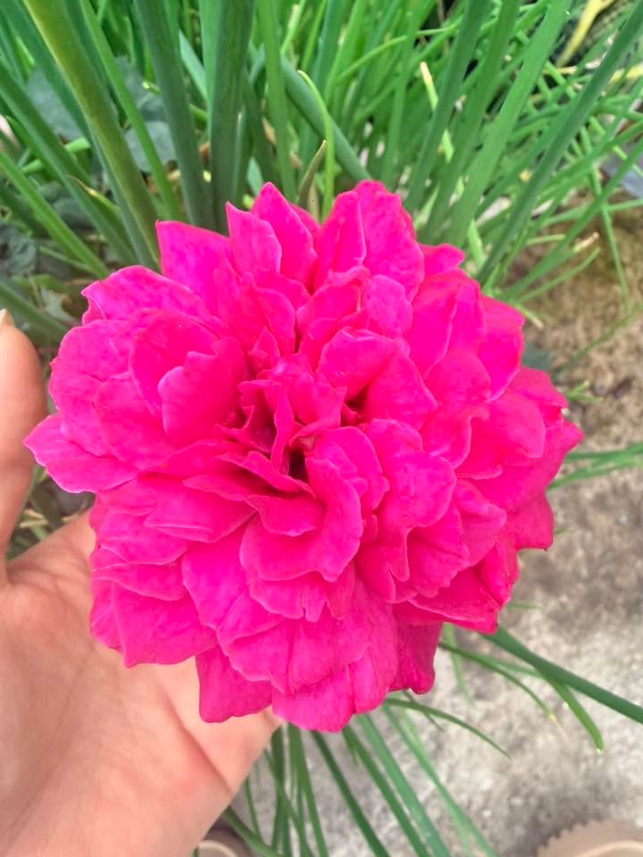 Đất thổ cư Huyện Hiệp Hòa 95m² giá 2.9 tỷ - Cơ hội đầu tư tuyệt vời!