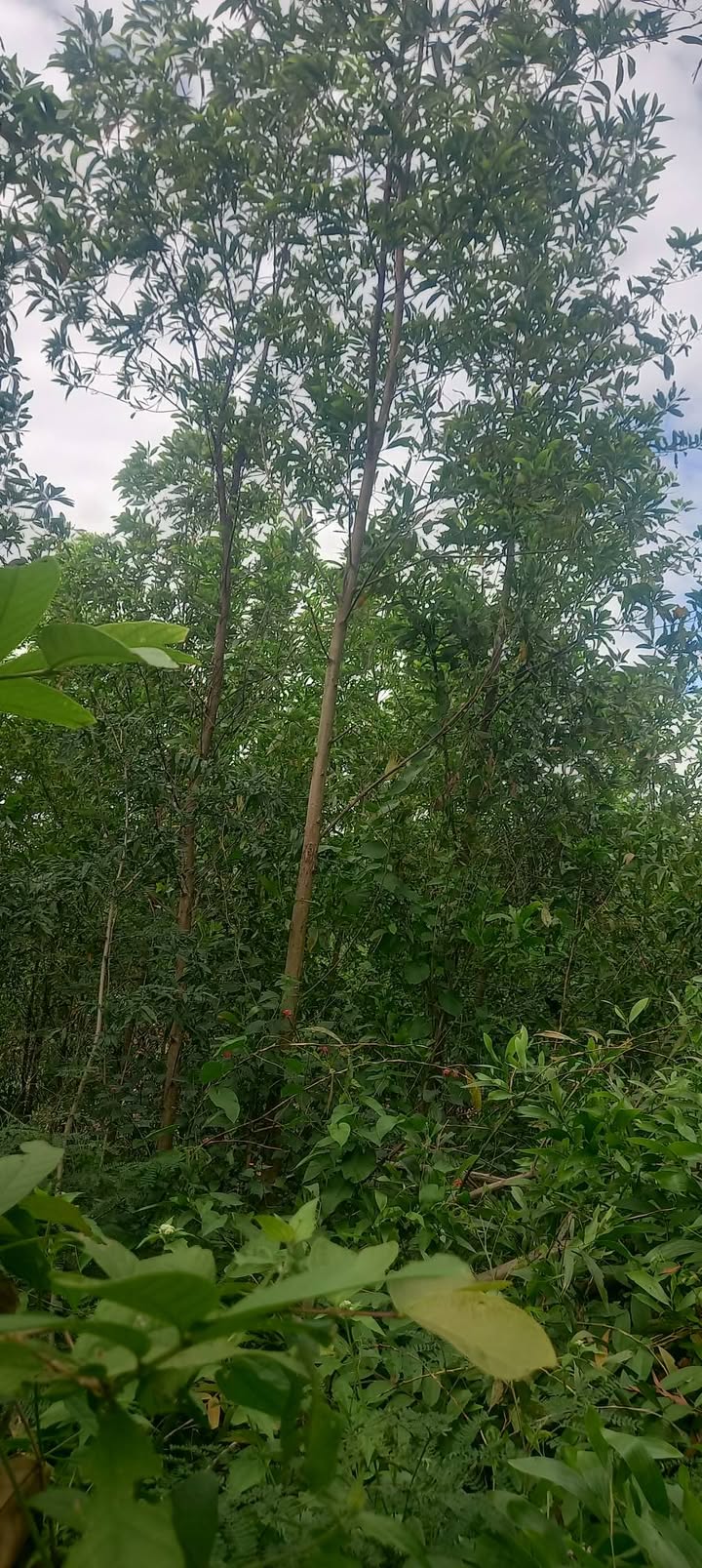 Đất nông nghiệp 27ha ở Tuy An, Phú Yên giá chỉ 4.05 tỷ - Cơ hội đầu tư tiềm năng!